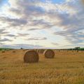 Herbstfest: Ofengebackene Semmelknödel mit[...]