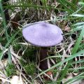 Ein buntes Bad im Wald mit Pilzen