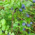 Blaubeeren überall