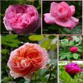 Rosen-Blüten-Zeit: Rosen-Blüten-Rezepte und[...]