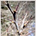 Eine Knospe, eine Knospe.....