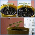 Gigantomaten ziehen aus und müssen jetzt ganz[...]