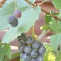 Weintrauben - Grapes