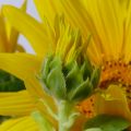 Sonnenblumen und Cheesecake Muffin