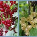 Johannisbeeren überall