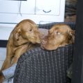 Hundefreundschaft mit hessischer Zwiebelkuchen[...]