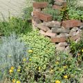 Garten Ende August '16