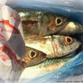 Geraeucherte Makrelenfilets mit Pfeffer