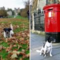 London Calling Teil 2 - Wildes London mit Hund -