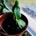 Mein 1. Gartenjahr  -  Teil 2