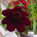 Schokoladenblumen auf dem Balkon